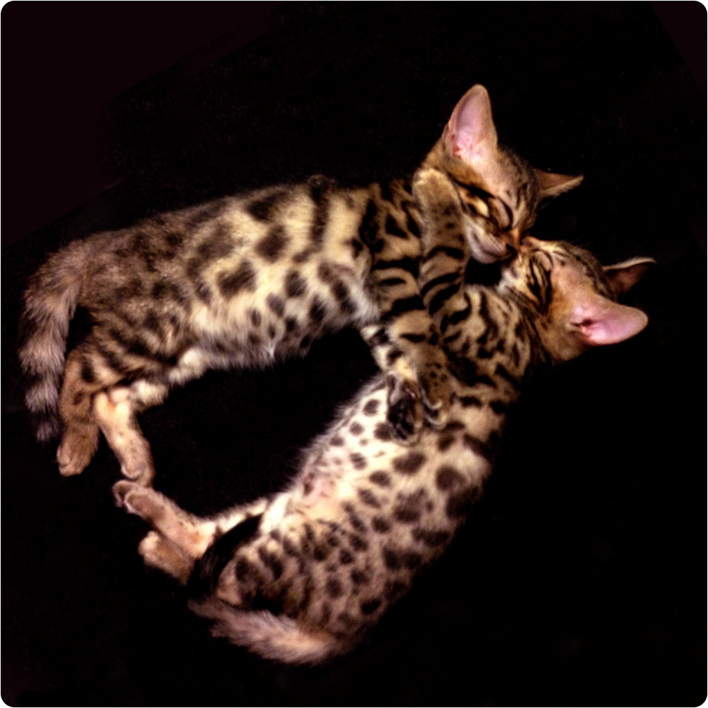Brown Spotted Tabby Bengal Kittens
