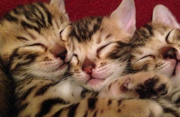 Bengal Kittens by Aluren