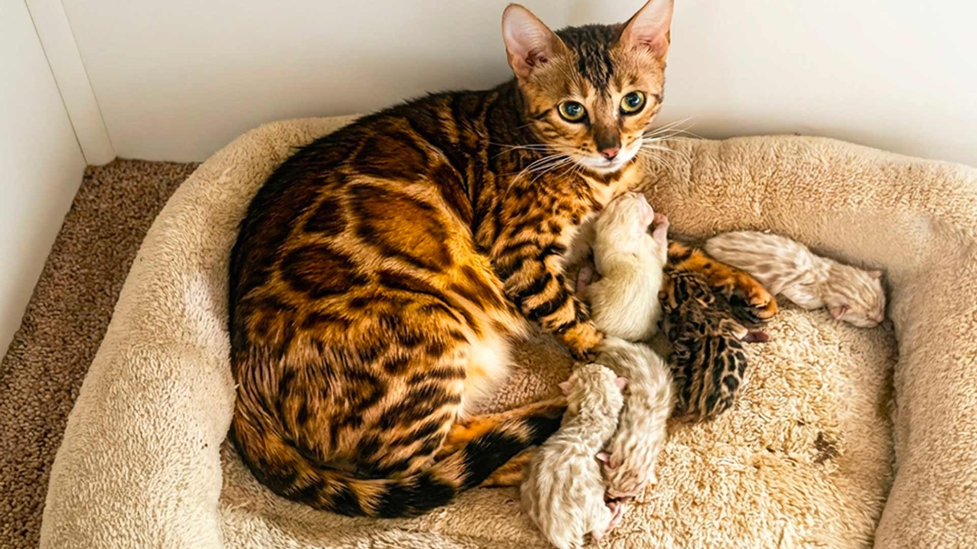 DAZZLE-KITTENS-JAN-2026